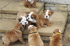 Bulldog Puppies Angleze